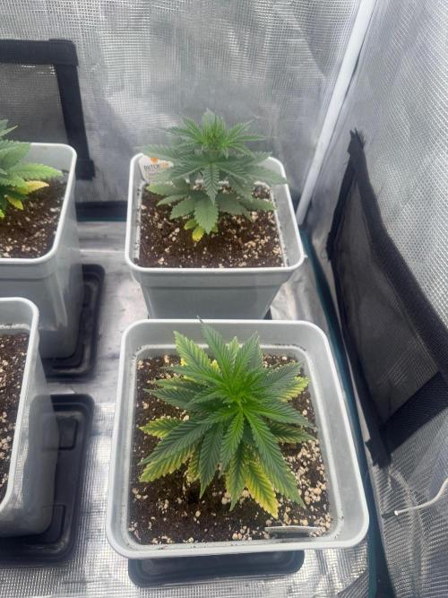 Tropicana cherry. Week 5