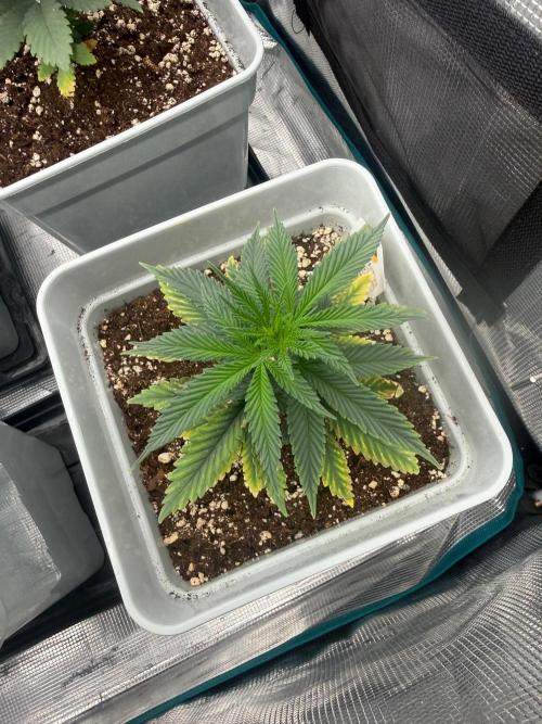 Tropicana cherry. Week 5