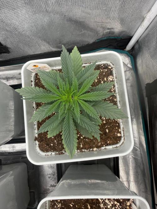 Tropicana cherry. Week 5