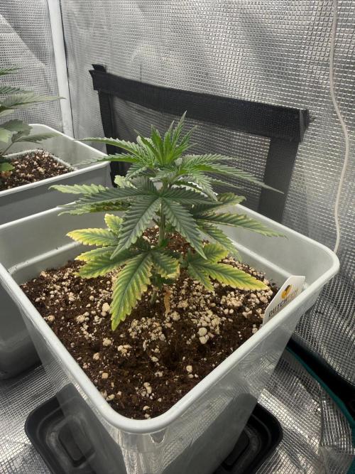 Tropicana cherry. Week 5