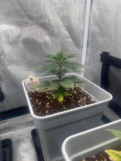 Tropicana cherry. Week 5