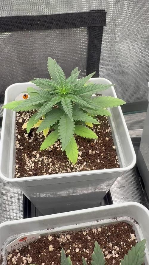 Tropicana cherry