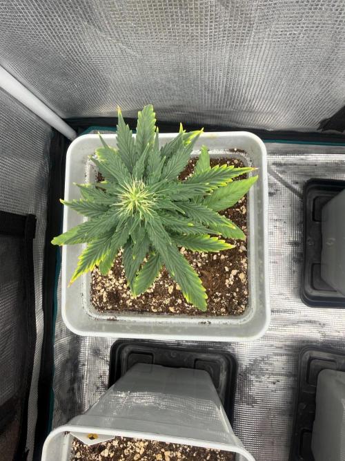 Mental Rainbow F1. Week 6