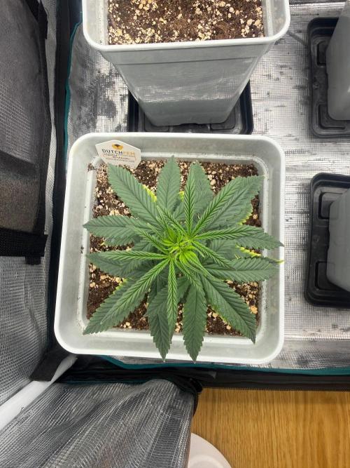Mental Rainbow F1. Week 6