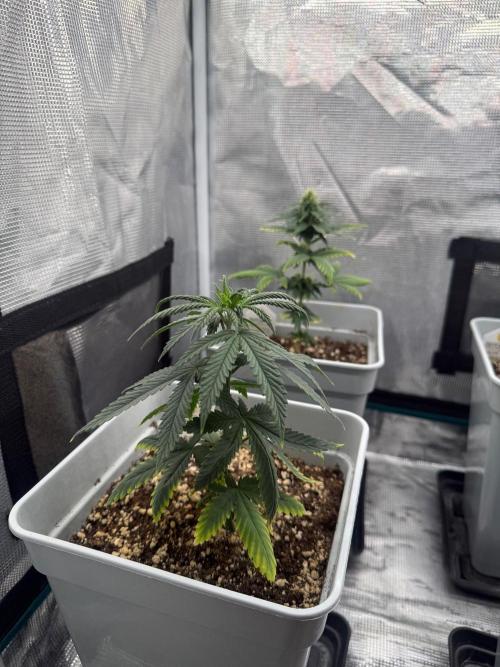 Mental Rainbow F1. Week 6