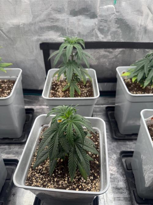 Moby Dick Fast. Week 6