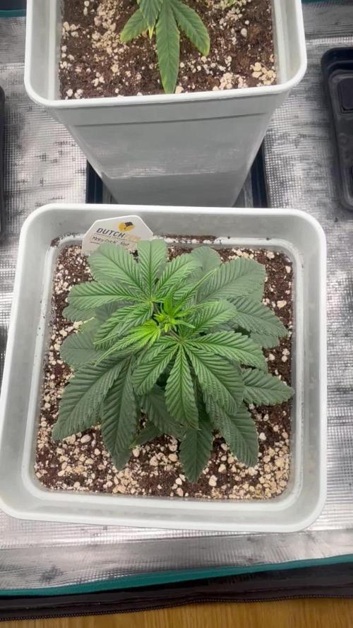 Moby Dick fast