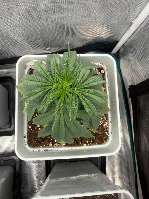 Tropicana cherry. Week 6
