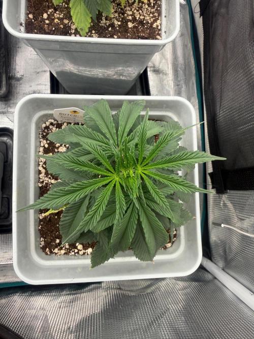 Tropicana cherry. Week 6