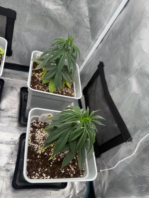 Tropicana cherry. Week 6