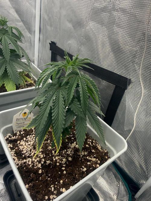 Tropicana cherry. Week 6