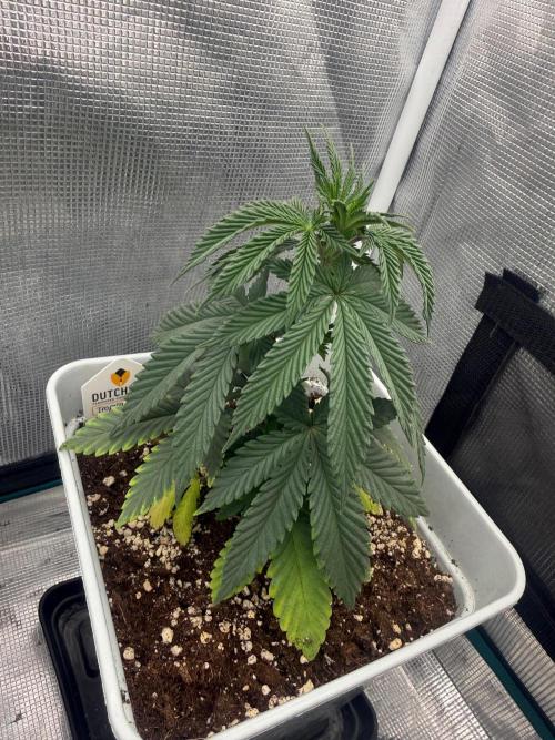 Tropicana cherry. Week 6