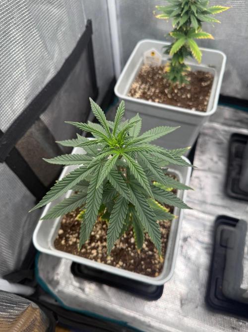 Mental Rainbow F1. Week 7