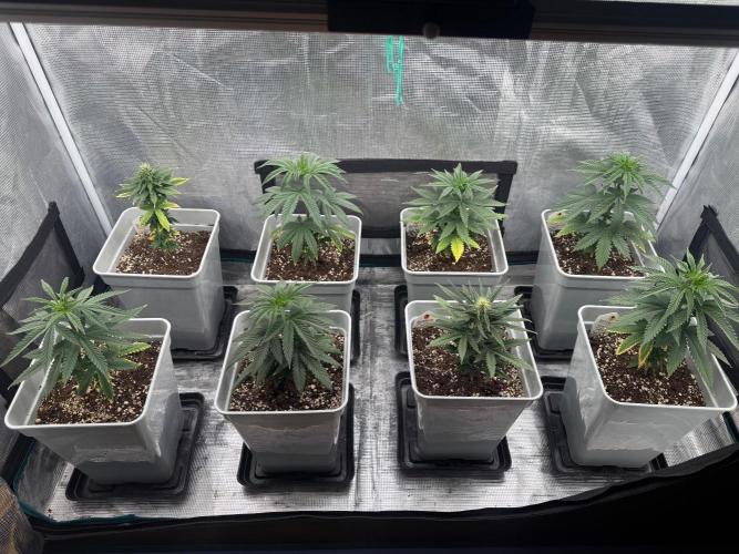 Mental Rainbow F1. Week 7