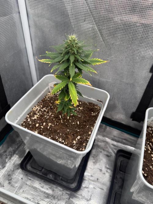 Mental Rainbow F1. Week 7