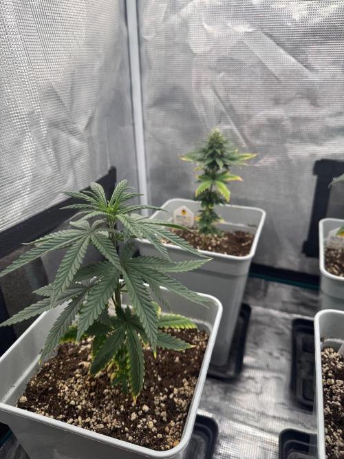 Mental Rainbow F1. Week 7