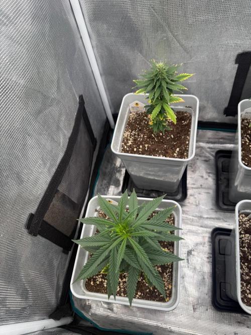 Mental Rainbow F1. Week 7