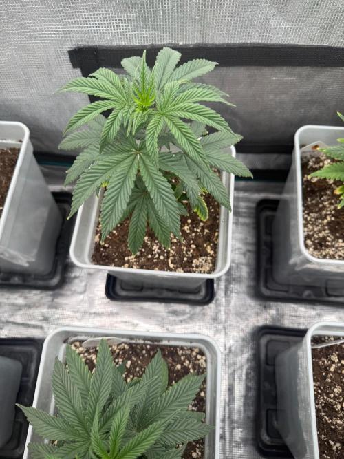 Moby Dick fast. Week 7