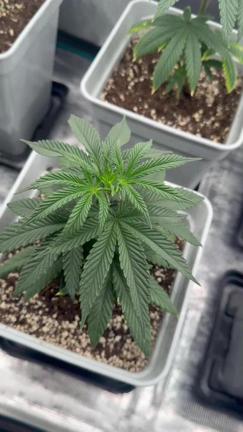 Moby Dick fast