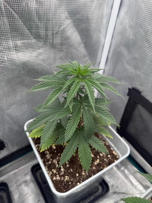 Tropicana cherry. Week 7
