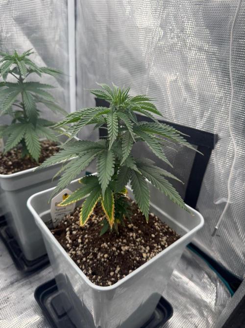 Tropicana cherry. Week 7