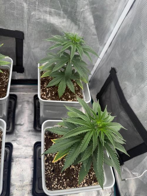 Tropicana cherry. Week 7