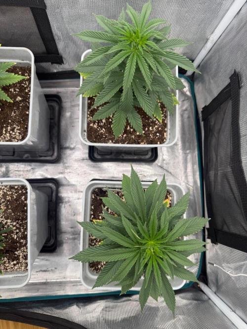 Tropicana cherry. Week 7