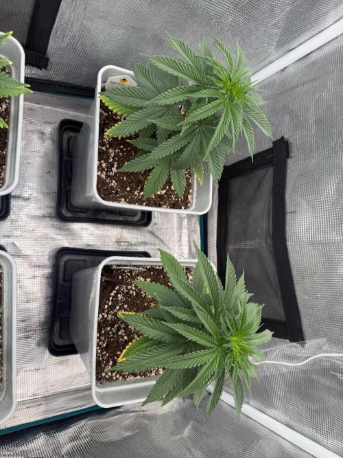 Tropicana cherry. Week 7