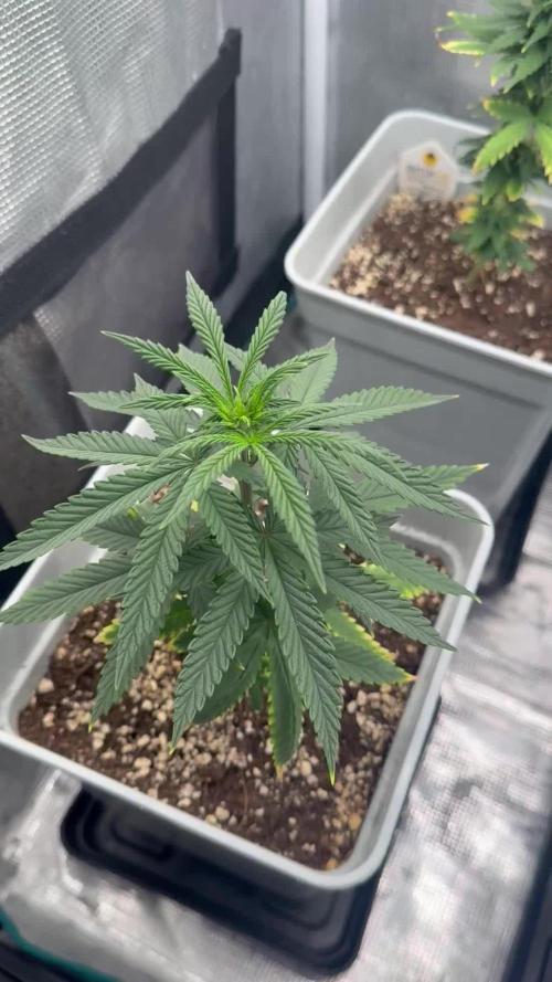 Tropicana cherry