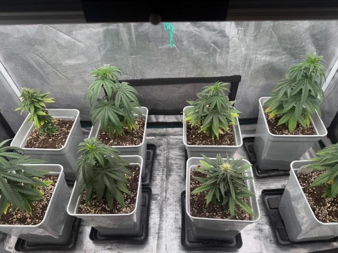 Mental Rainbow F1. Week 8