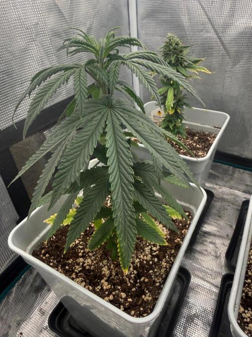 Mental Rainbow F1. Week 8