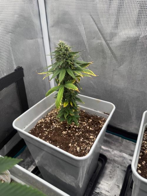 Mental Rainbow F1. Week 8