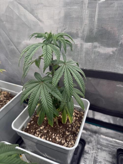 Moby Dick Fast. Week 8