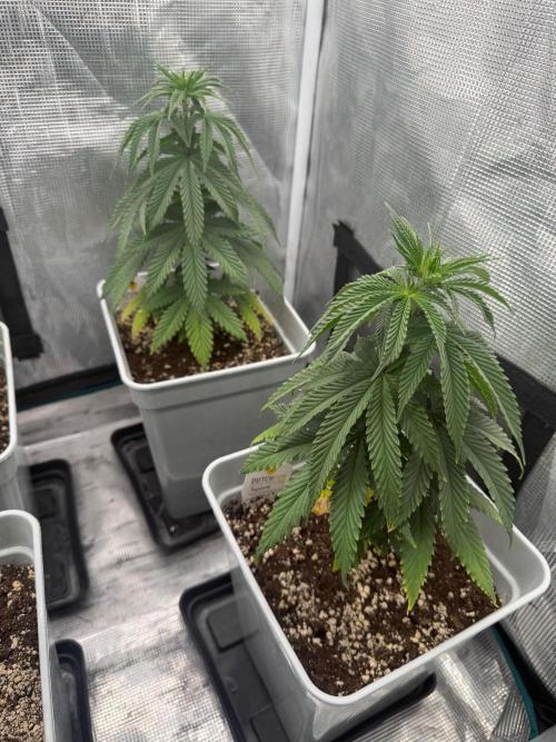 Tropicana cherry. Week 8