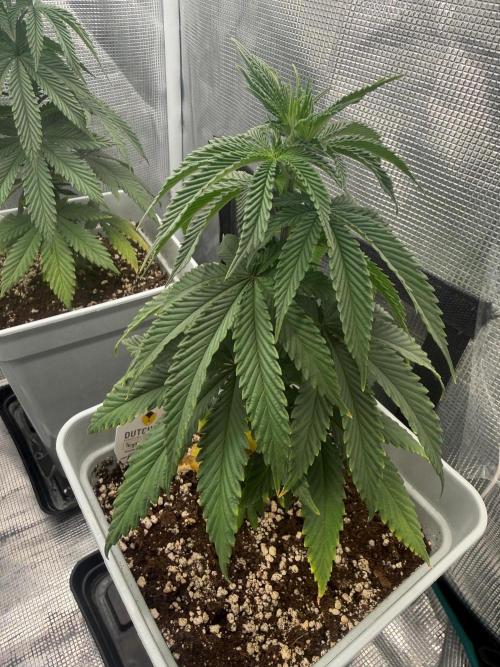Tropicana cherry. Week 8