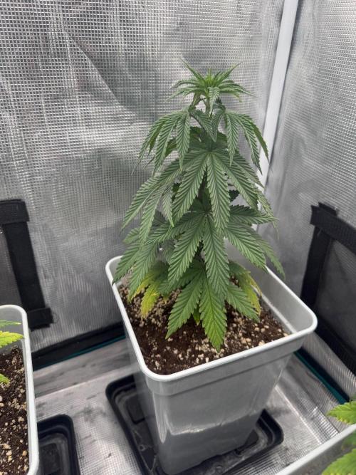 Tropicana cherry. Week 8