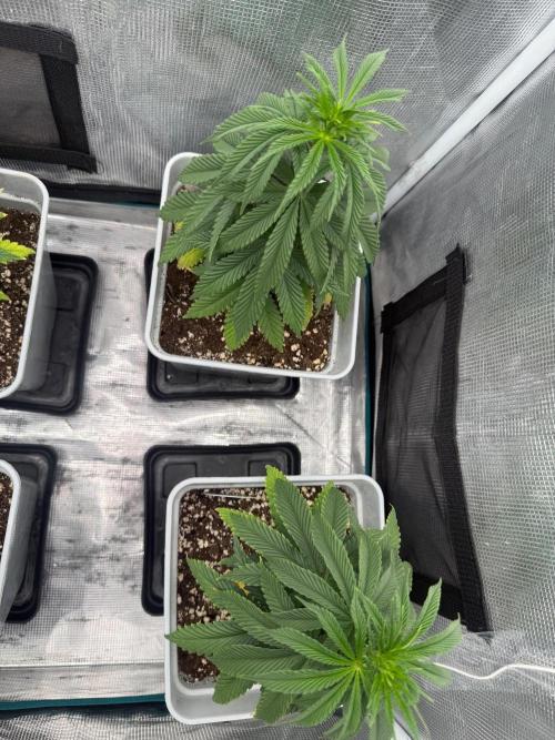 Tropicana cherry. Week 8