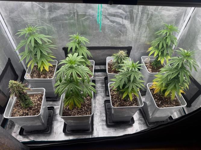 Tropicana cherry. Week 9