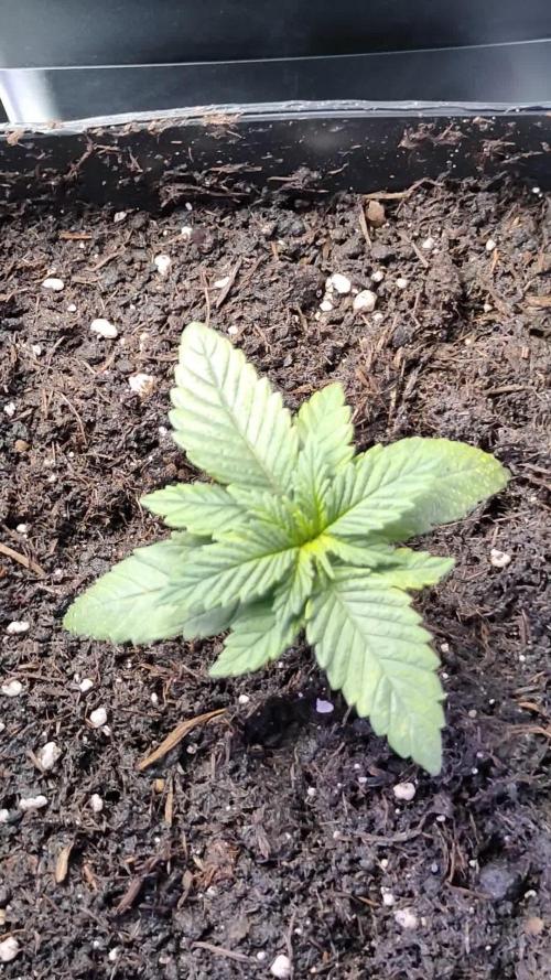 Lemon cookies kush