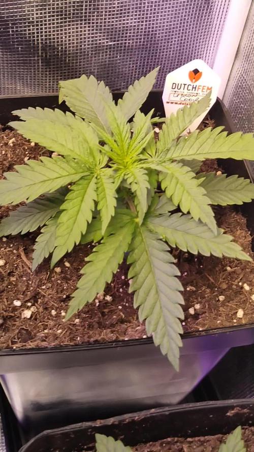 Lemon cookies kush