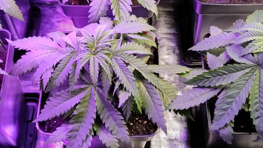 Lemon cookies kush