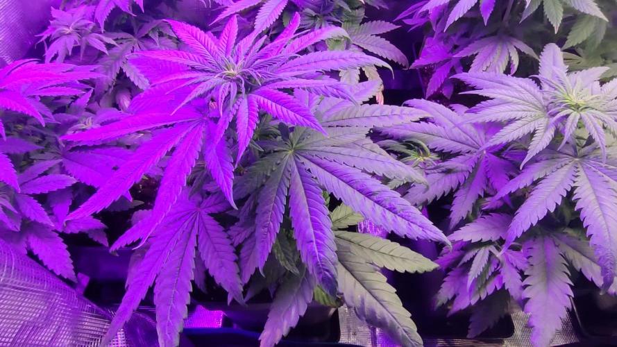 Lemon cookies kush