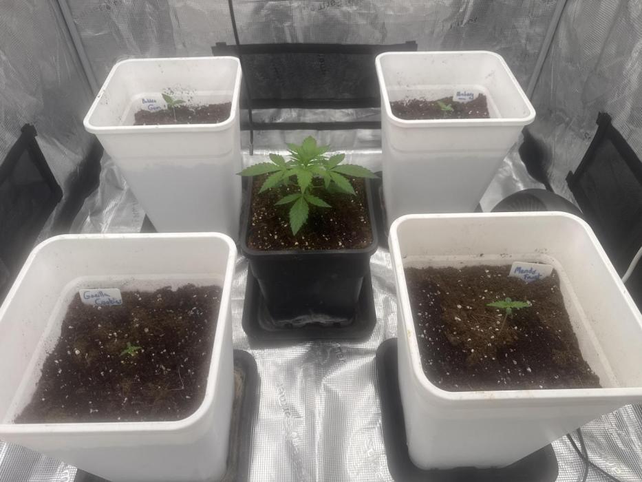 2026 Session auto #2. Week 0