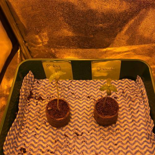 Moby Dick XXL Auto . Week 1