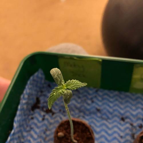 Moby Dick XXL Auto . Week 1