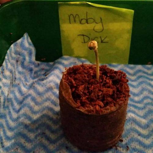 Moby Dick XXL Auto . Week 1