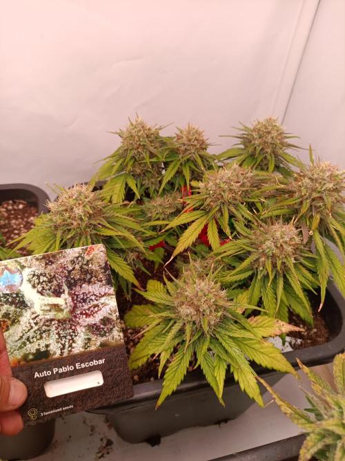 Auto Pablo Escobar Divine seeds. Week 8