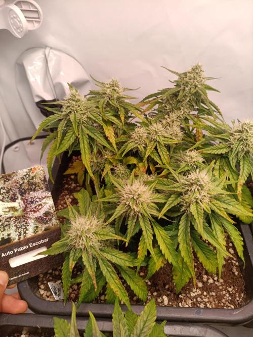 Auto Pablo Escobar Divine seeds. Week 8