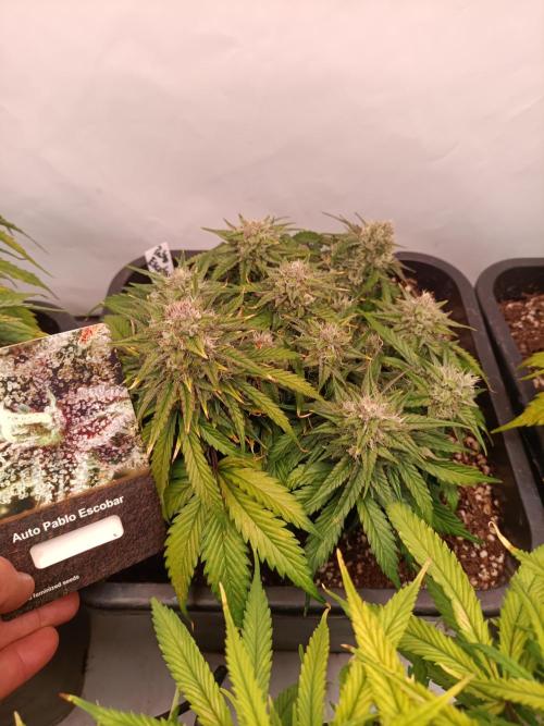 Auto Pablo Escobar Divine seeds. Week 8