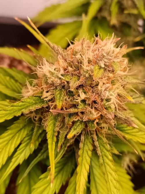 Auto Pablo Escobar Divine seeds. Week 8